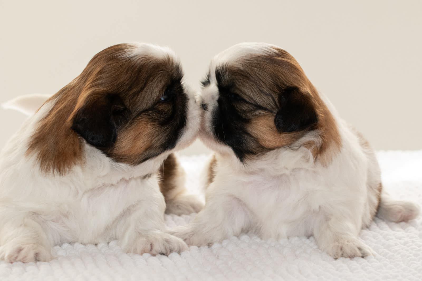 Shih-Tzu